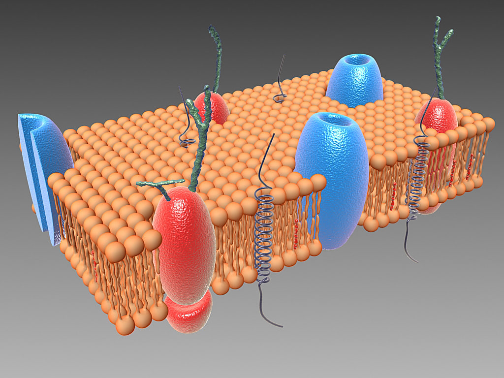 Cell Membrane Bilayer 3D Model