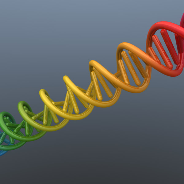 cinema 4d基因模型