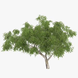 3d model eucalyptus tree