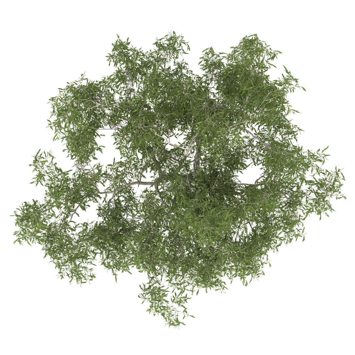 3d model eucalyptus tree