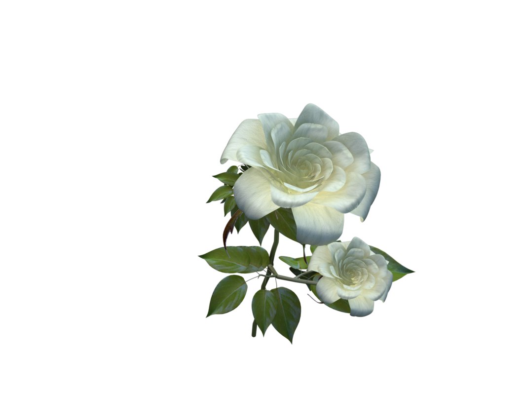 3d flower opening animation