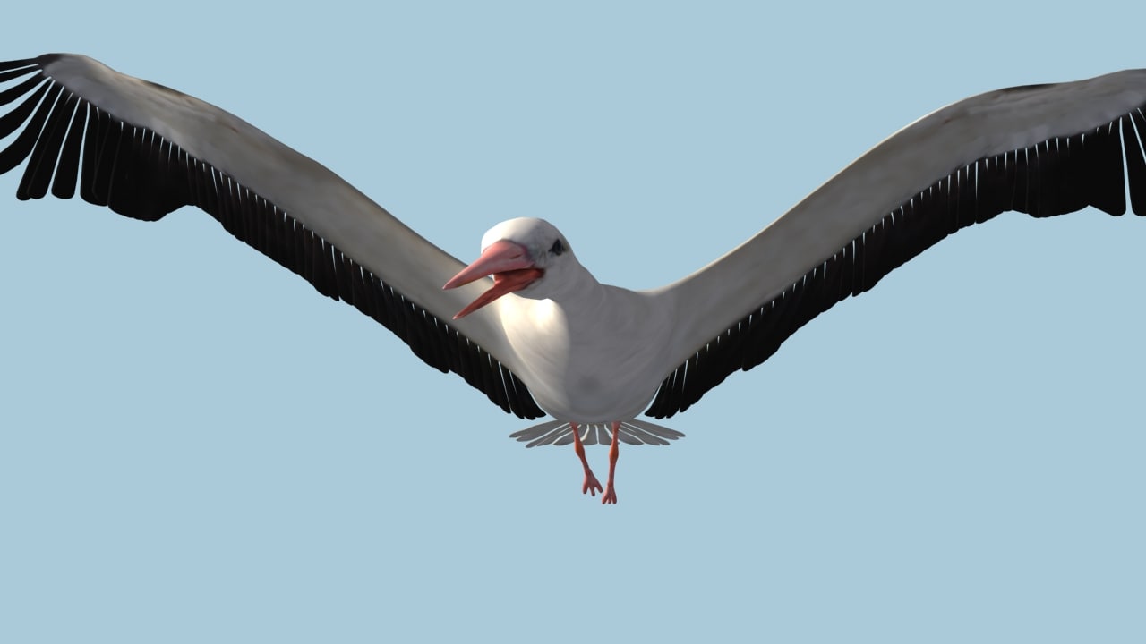 low poly white stork 3d model fully rigged & animated