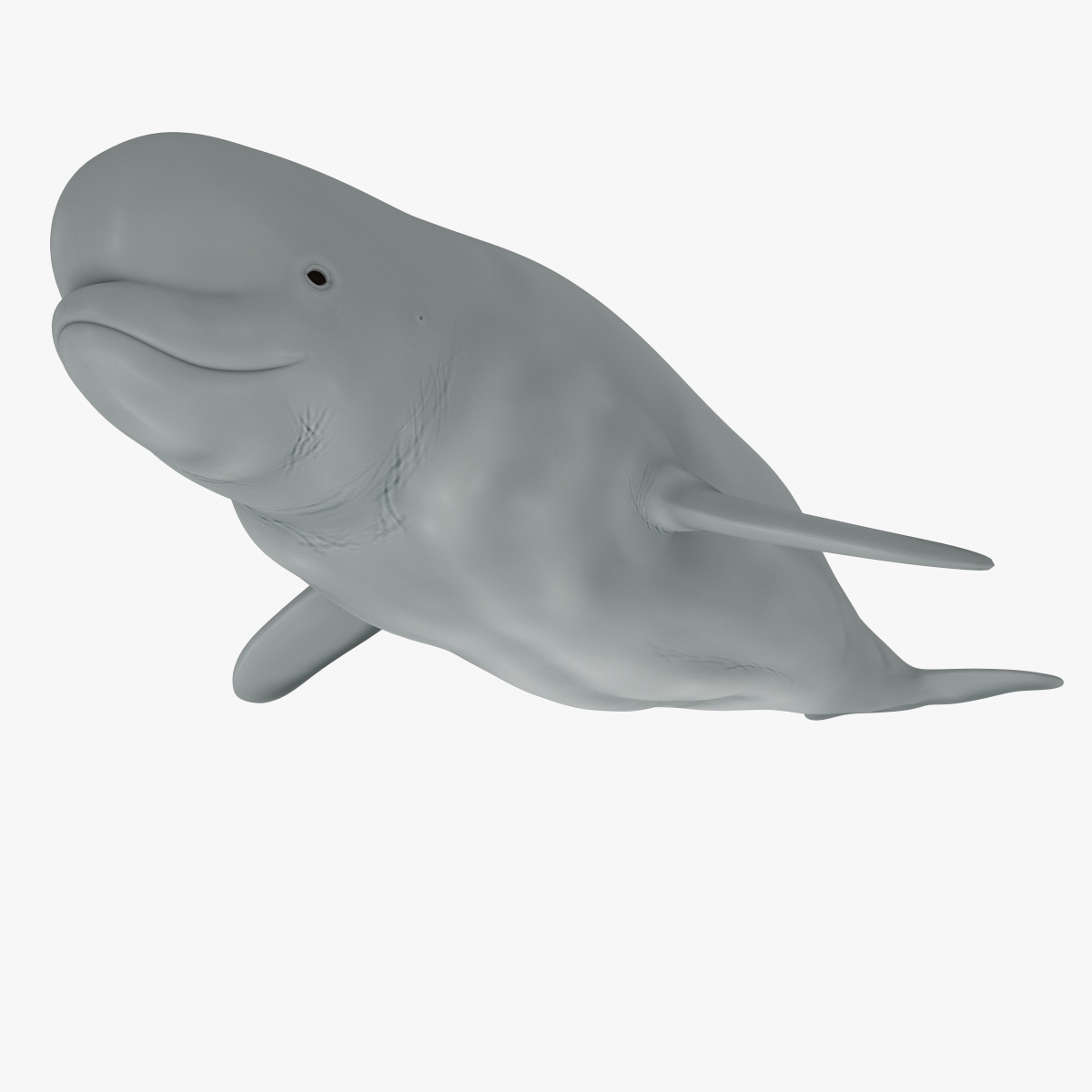 beluga whale 3d max