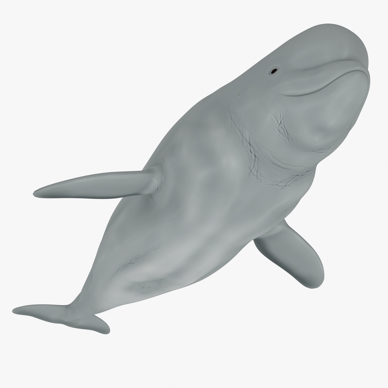 beluga whale 3d max