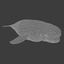 beluga whale 3d max