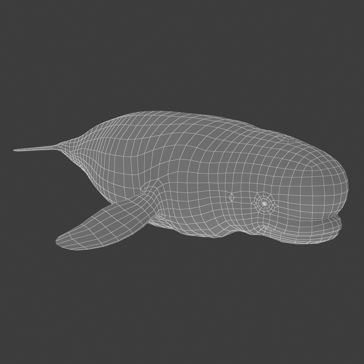 beluga whale 3d max