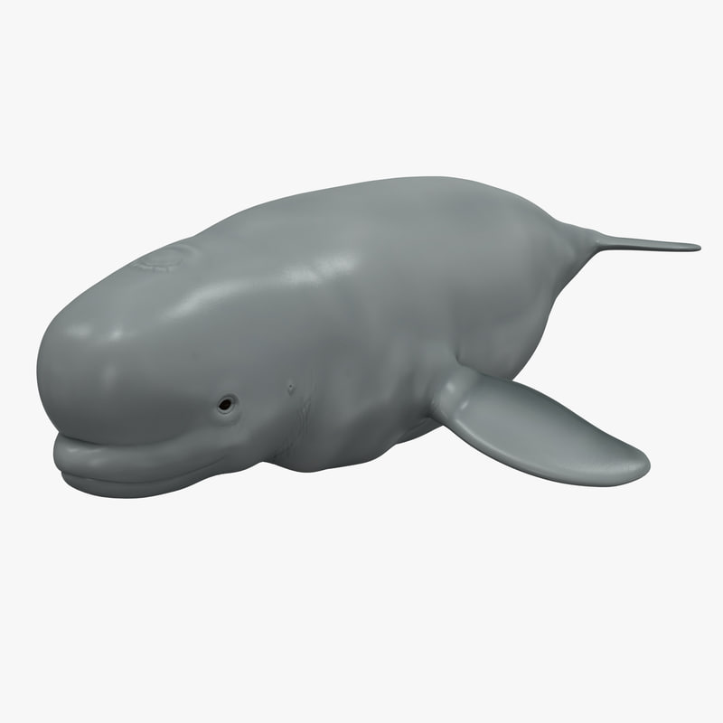 beluga whale 3d max