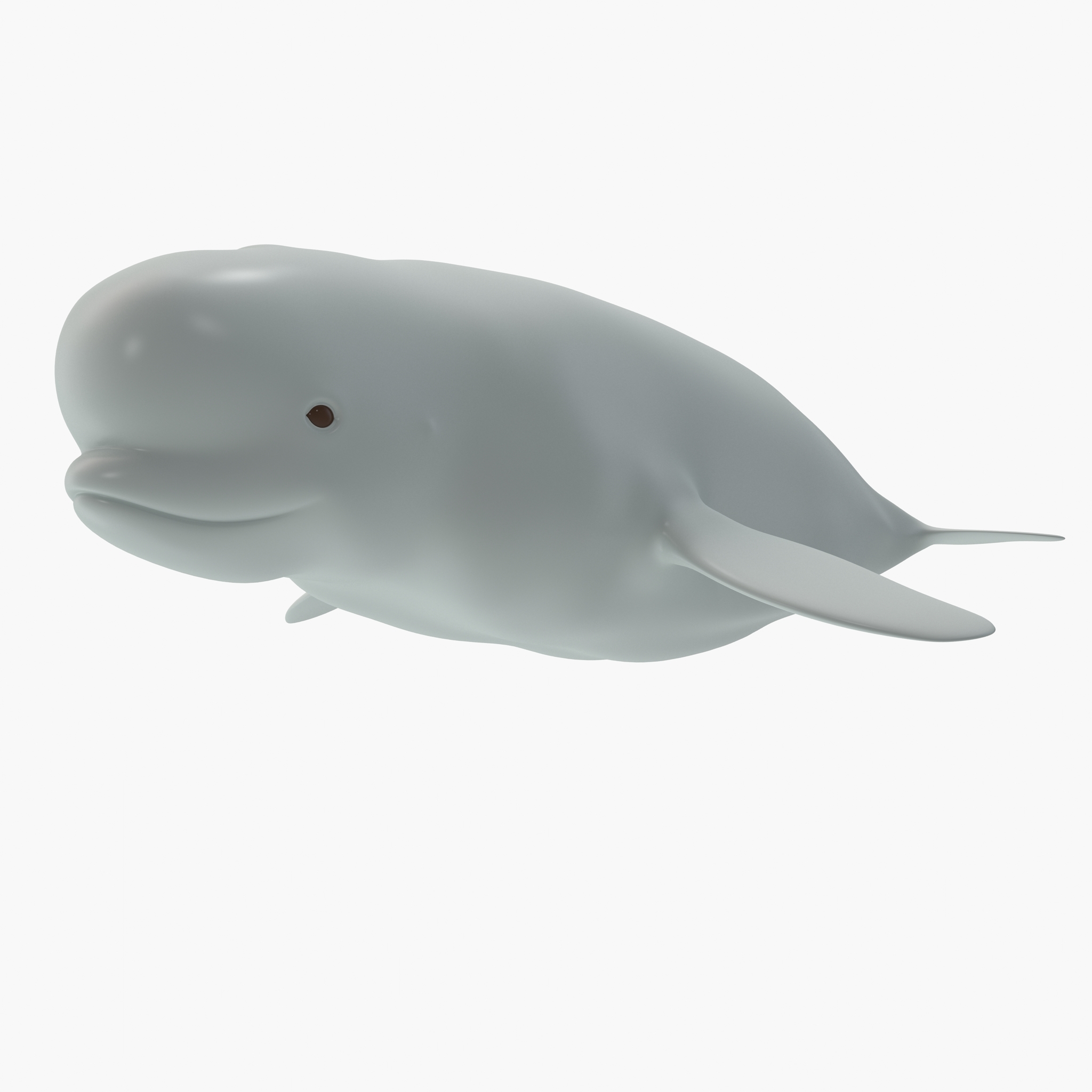 beluga whale 3d max