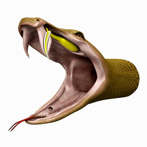 3d model of snake head