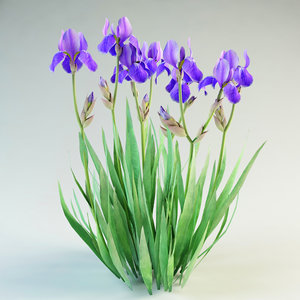 3ds iris germanica