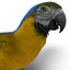 blue gold macaw 3d 3ds