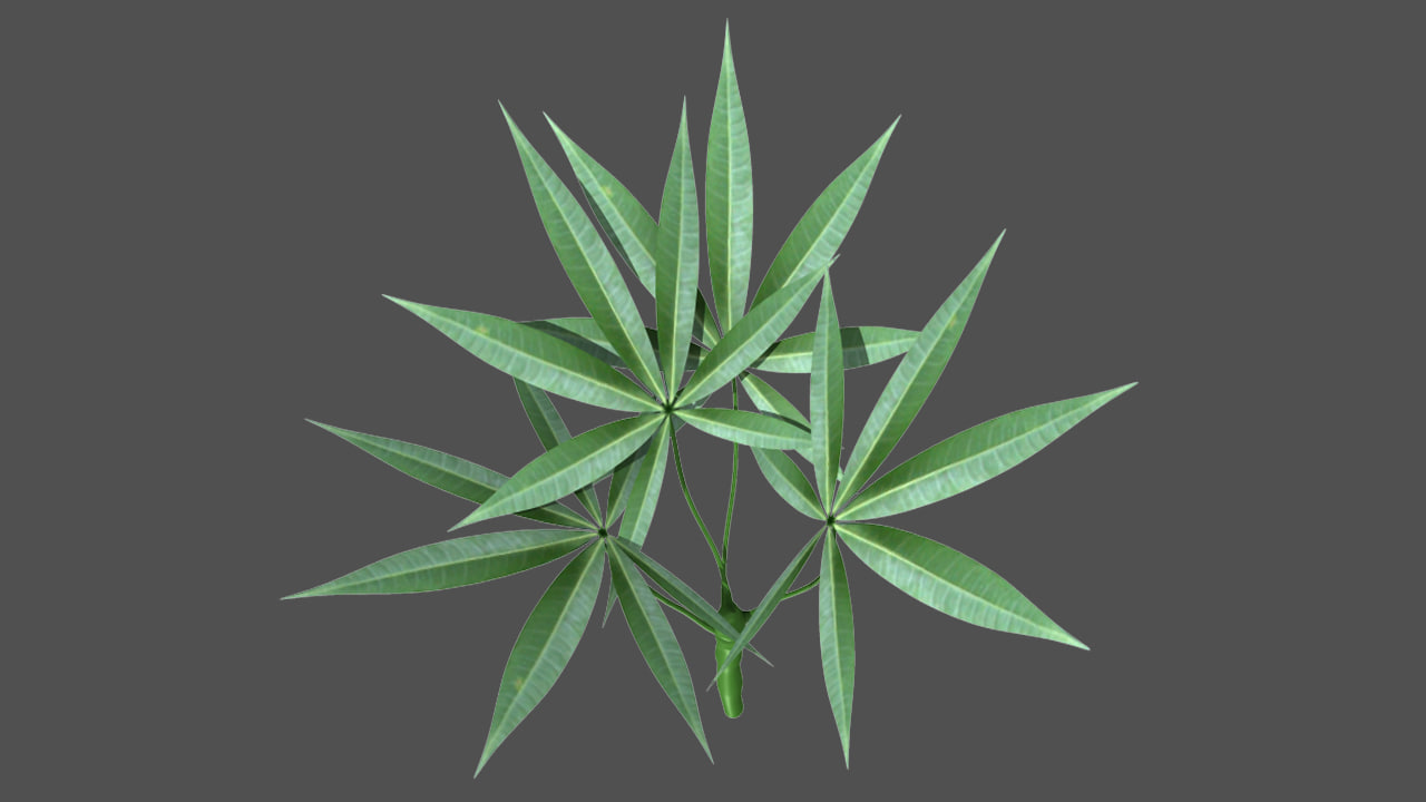 3d model ceiba pentandra