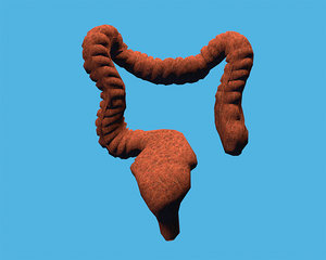 3d intestine model
