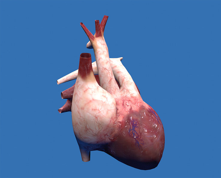 3d real heart