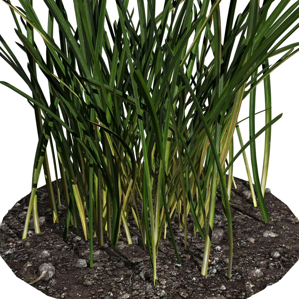 photorealistic grass 3d model