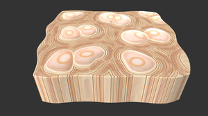 3d cartilage cell model