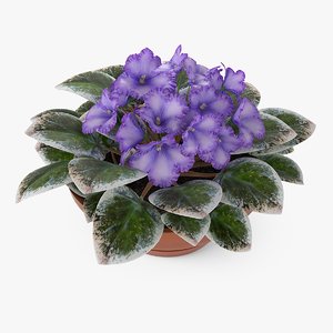 3d model violets plant