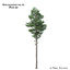 pine-trees pine tree 3d 3ds