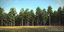 pine-trees pine tree 3d 3ds
