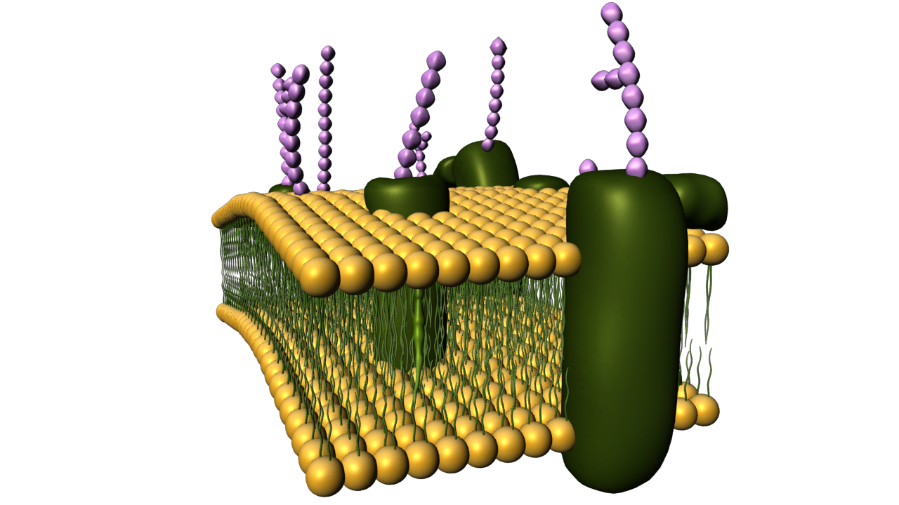 cell membrane 3d obj