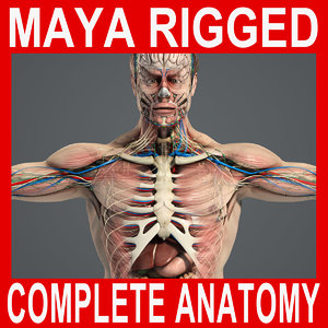 rigged complete male anatomy 3d ma
