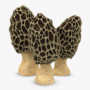 3d model morel mushroom
