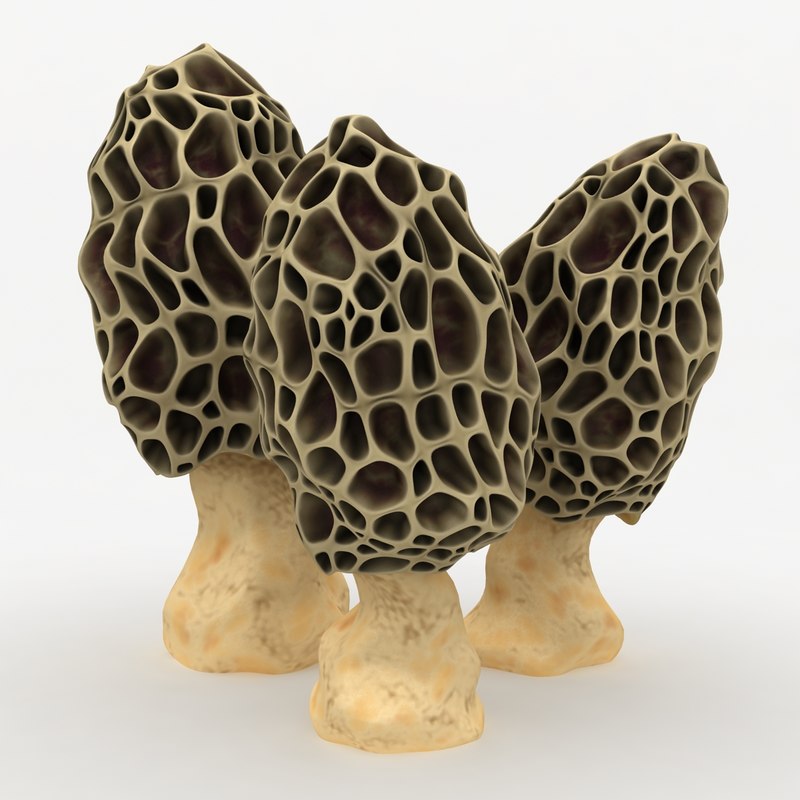 3d-model-morel-mushroom