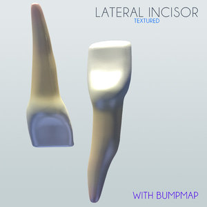 lateral incisor 3d 3ds