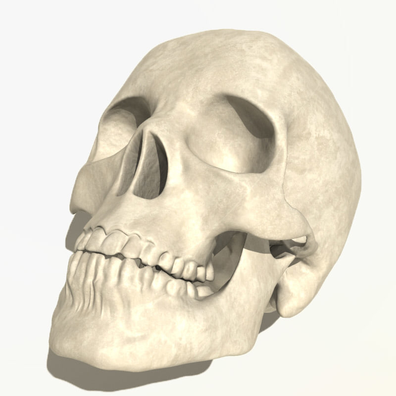 anatomical human skull 3d 3ds