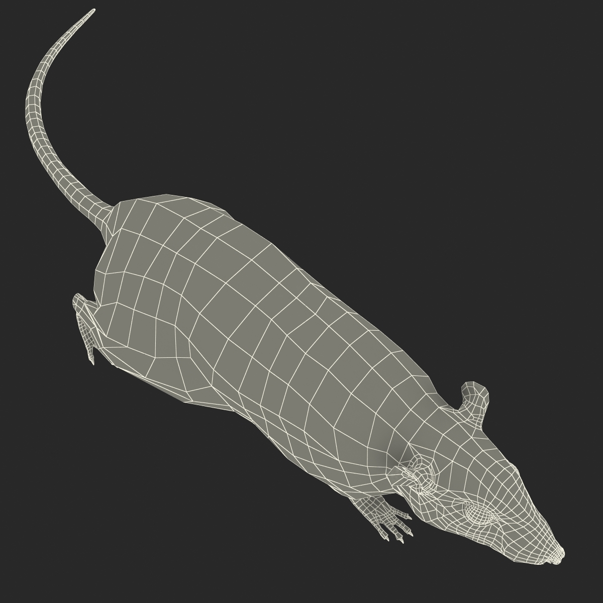 rat pose 4 fur 3d model