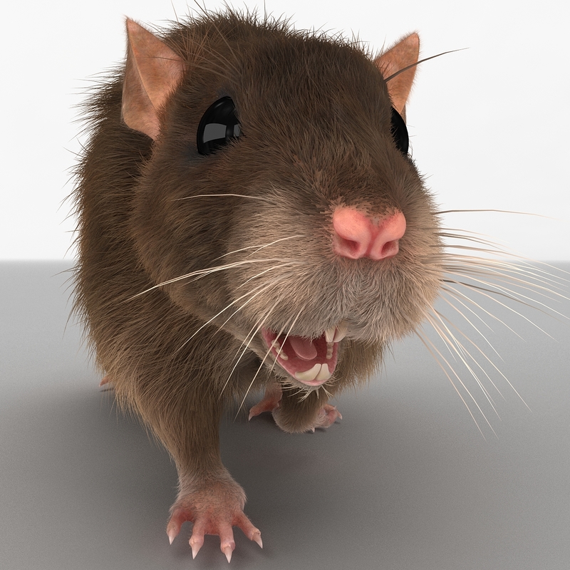 rat pose 4 fur 3d model