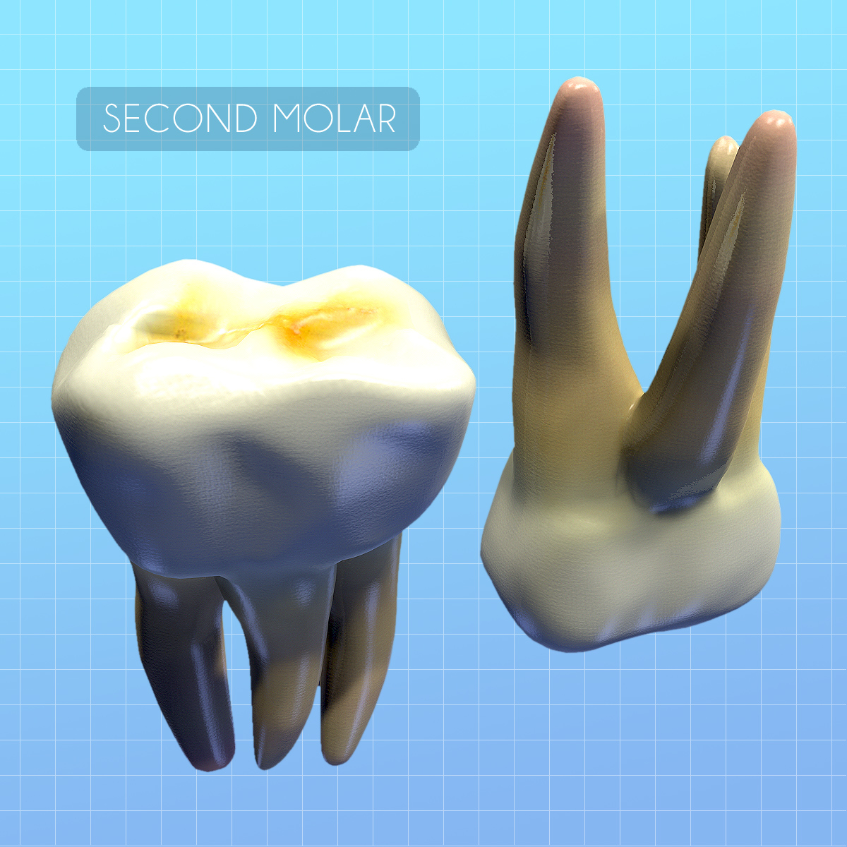 3d second molar model