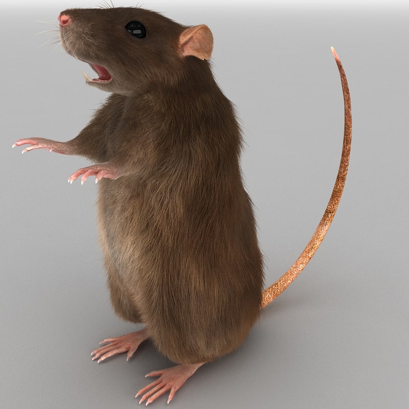 3d model of rat pose 3 fur