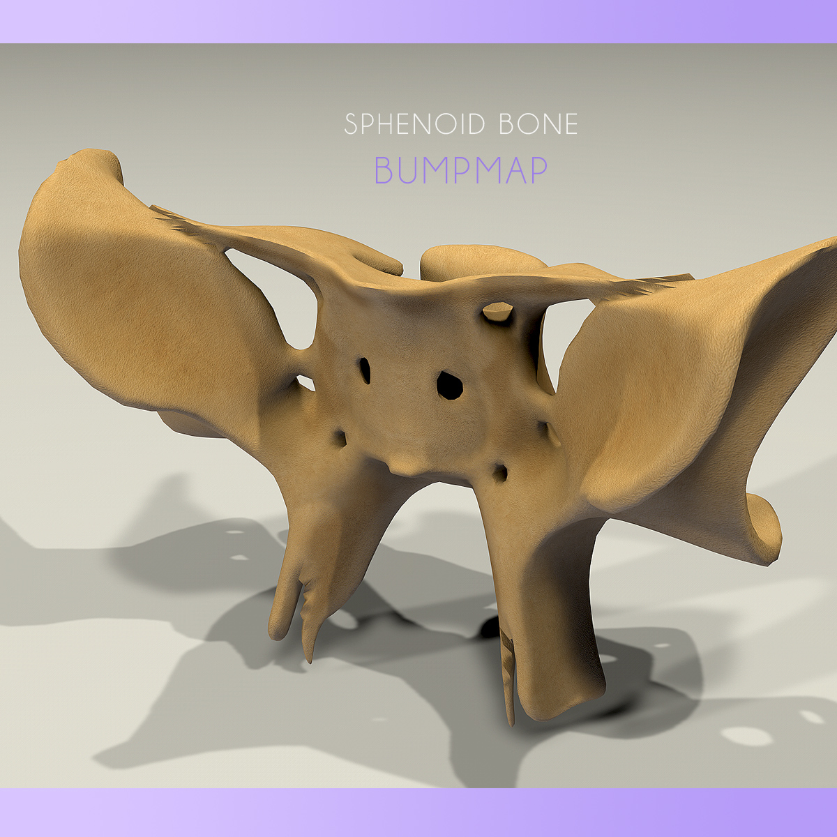 3d anatomy sphenoid bone