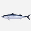 atlantic mackerel 3d obj
