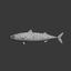 atlantic mackerel 3d obj