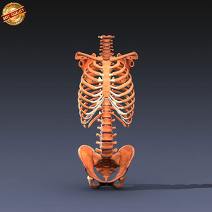 3d model anatomy