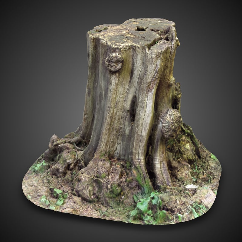 tree stump 1 3d model