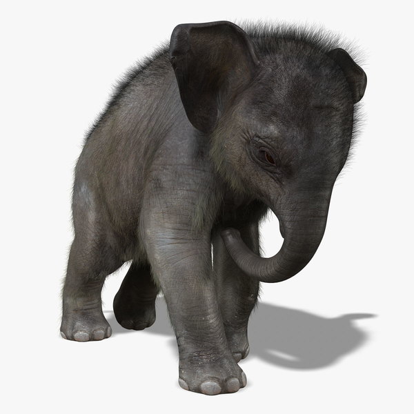 Modele 3d De Bebe Elephant Anime Fourrure Turbosquid 0376