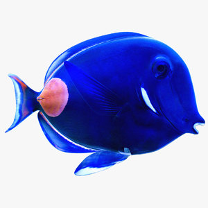 3ds max achilles tang tropical fish