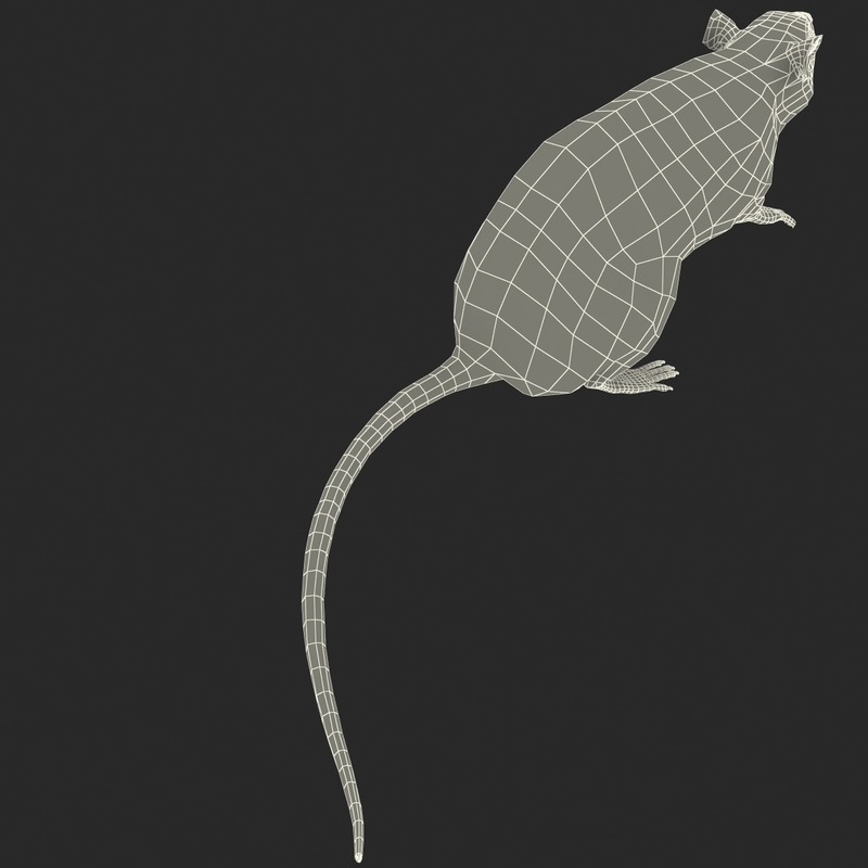 3d rat pose 2 fur model