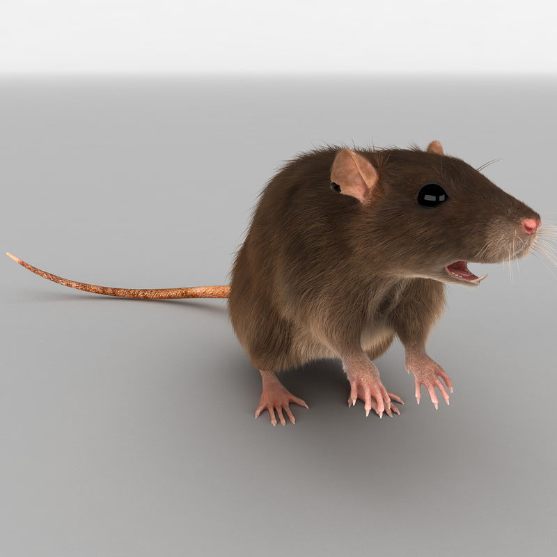 3d rat pose 2 fur model