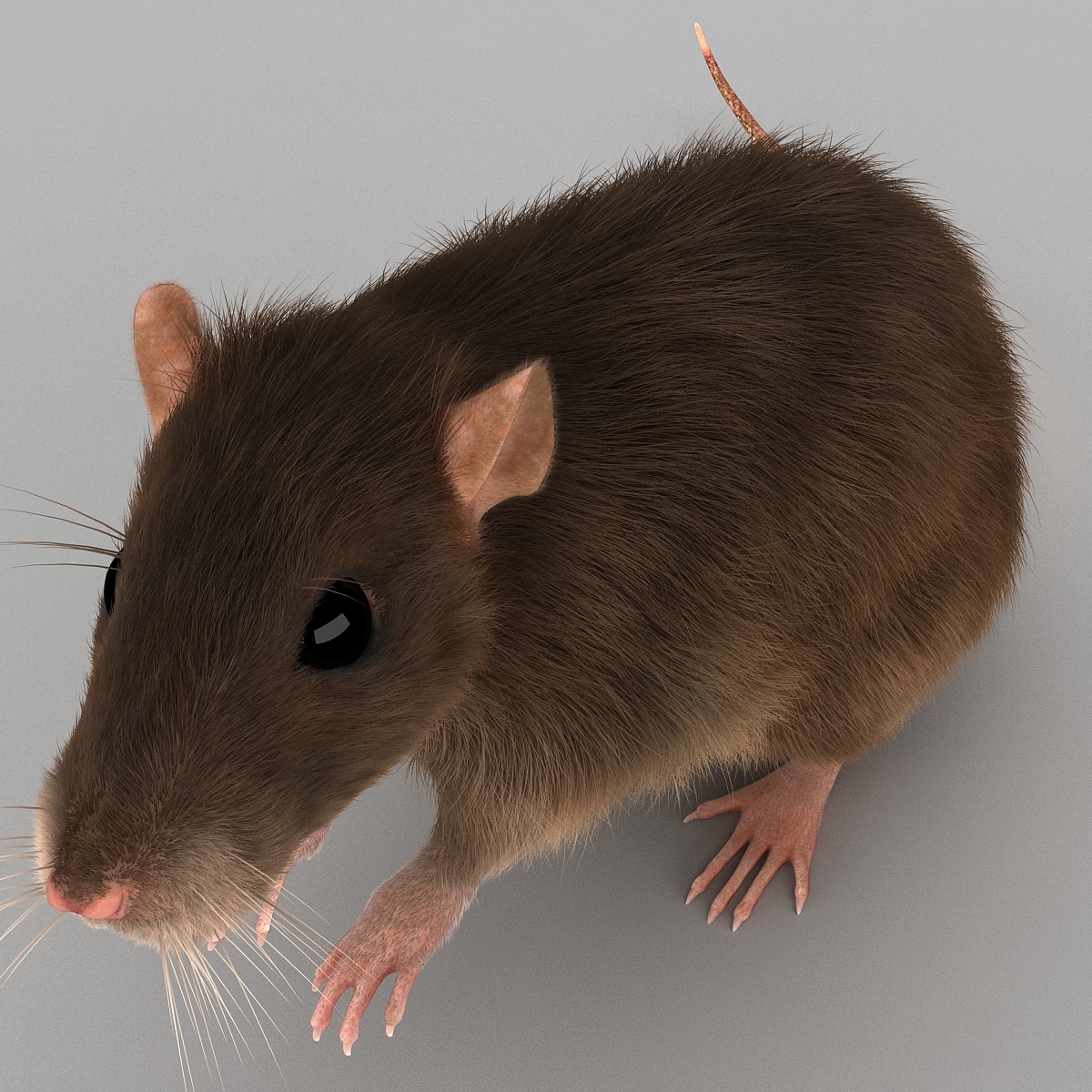 3d rat pose 2 fur model