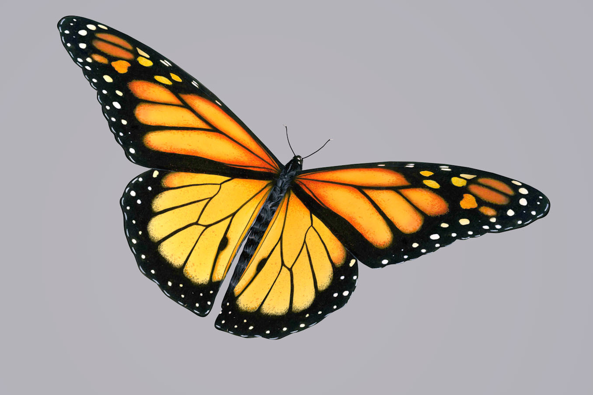 monarch butterfly animation 3d model