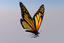 monarch butterfly animation 3d model