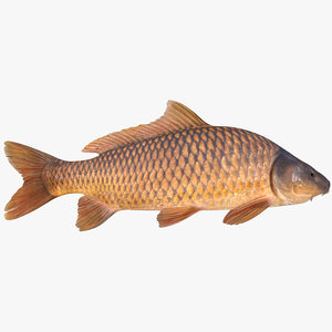 carp fish max