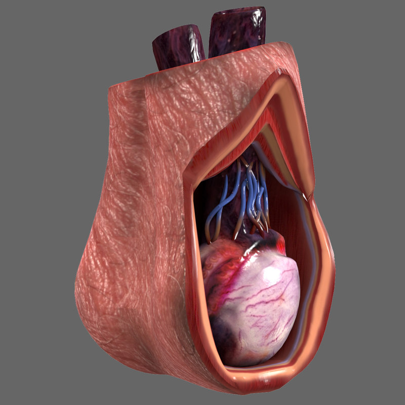 Anatomy Male Testicle Human C4d