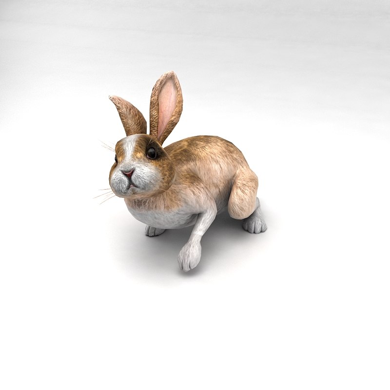 rabbit animation 3d fbx