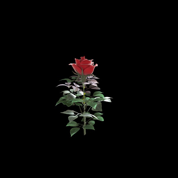 maya realistic rose flower