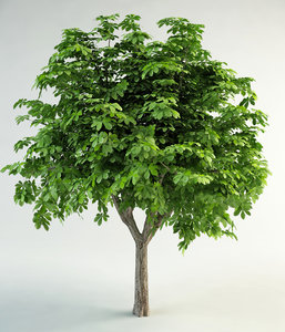 horse-chestnut conker tree 3d model